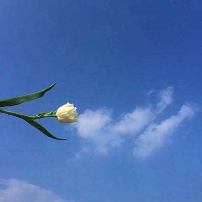 比武招亲九游手游下载
